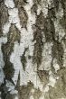bark