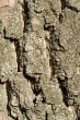 bark