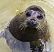 Grey Seal