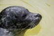 Grey Seal
