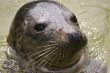 Grey Seal