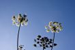 Cow Parsley
