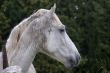 Wet horse profile