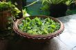 Balinese decor plants