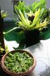 Balinese decor plants
