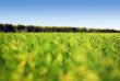 Grass and sky #1