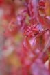 Red wine leaves
