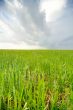 Earth & sky: grass #3