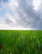 Earth & sky: grass #4