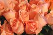 Pink Roses