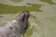 A grey seal