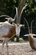 Arabian Oryx