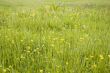 Buttercups