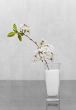 Cherry flowers standing in milk