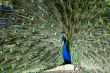 Peacock being proud