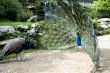 Peacock against