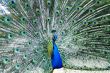 Peacock being agresive