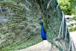 Peacock attacking