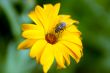 Fly is sitting on vivid daisy