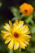 Beautiful pair of daisys