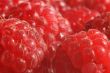 The red raspberry.