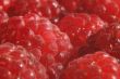 The red raspberry.