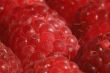 The red raspberry.