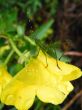 Grasshopper and Primrose