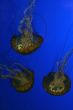 Jellyfish, swimming upside down in tank
