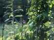 country fence, summer day