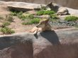 Two wolfes in the zoo