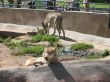 Wolfes