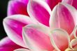 FLOWER DAHLIA