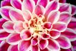 dahlia flower
