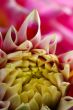 FLOWER DAHLIA