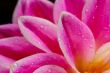 FLOWER DAHLIA