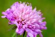 Clover flower