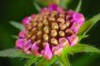 Clover flower