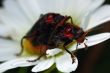 Couple beetles