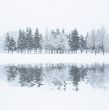 winter forest