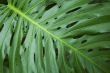 leaf of tropical plant