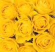 background of yellow roses