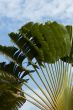 palm over blue sky