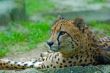 cheetah