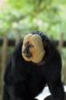 white face monkey