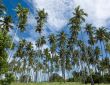 coconut forest
