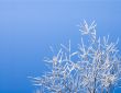 winter background