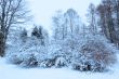 winter forest