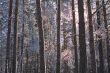 winter forest