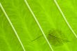 green leaves texture
